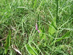 Spiranthes sinensis