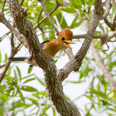 Yellow-Billed Kingfisher photo 3