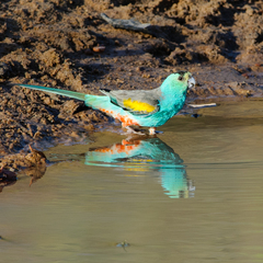 Golden-Shouldered Parrot photo 3