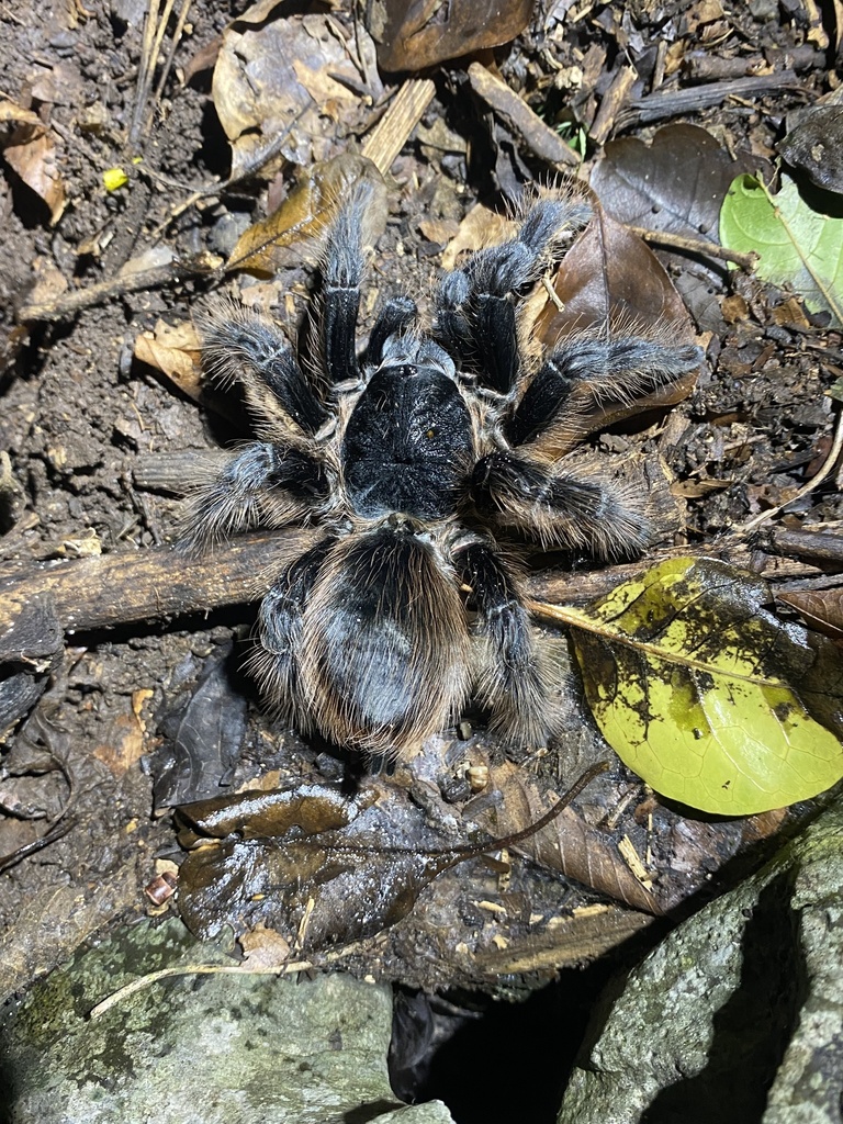 Mygale rouge du Brésil (Nhandu carapoensis)