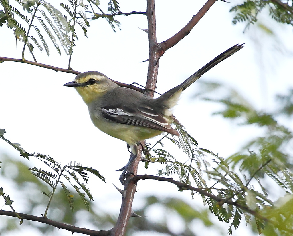 Lesser Wagtail-Tyrant photo