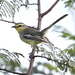 Lesser Wagtail-Tyrant - Photo (c) Hector Bottai, some rights reserved (CC BY-SA)