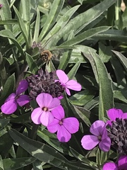 Apis mellifera