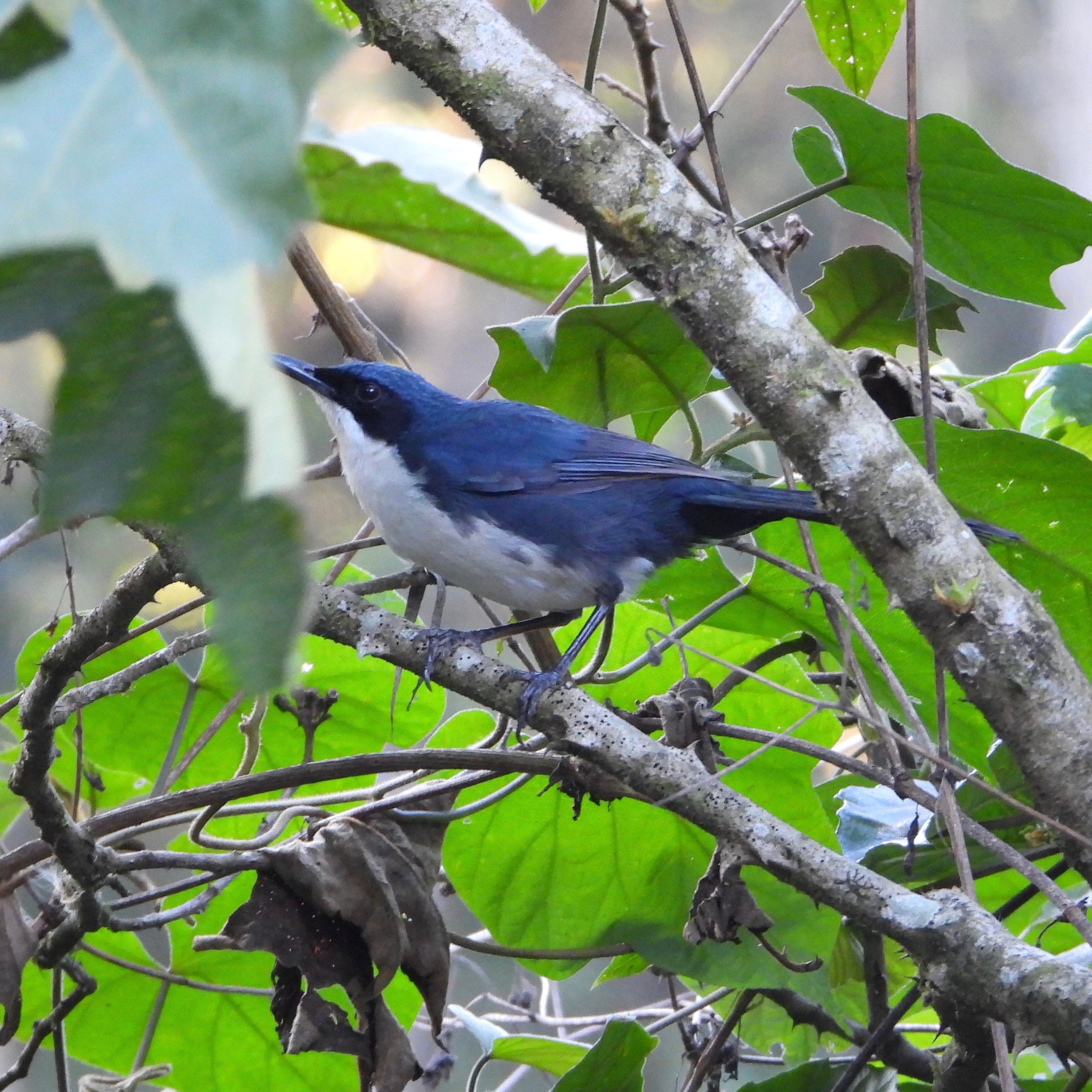Blue-and-white Mockingbird (Melanotis hypoleucus), photo 6