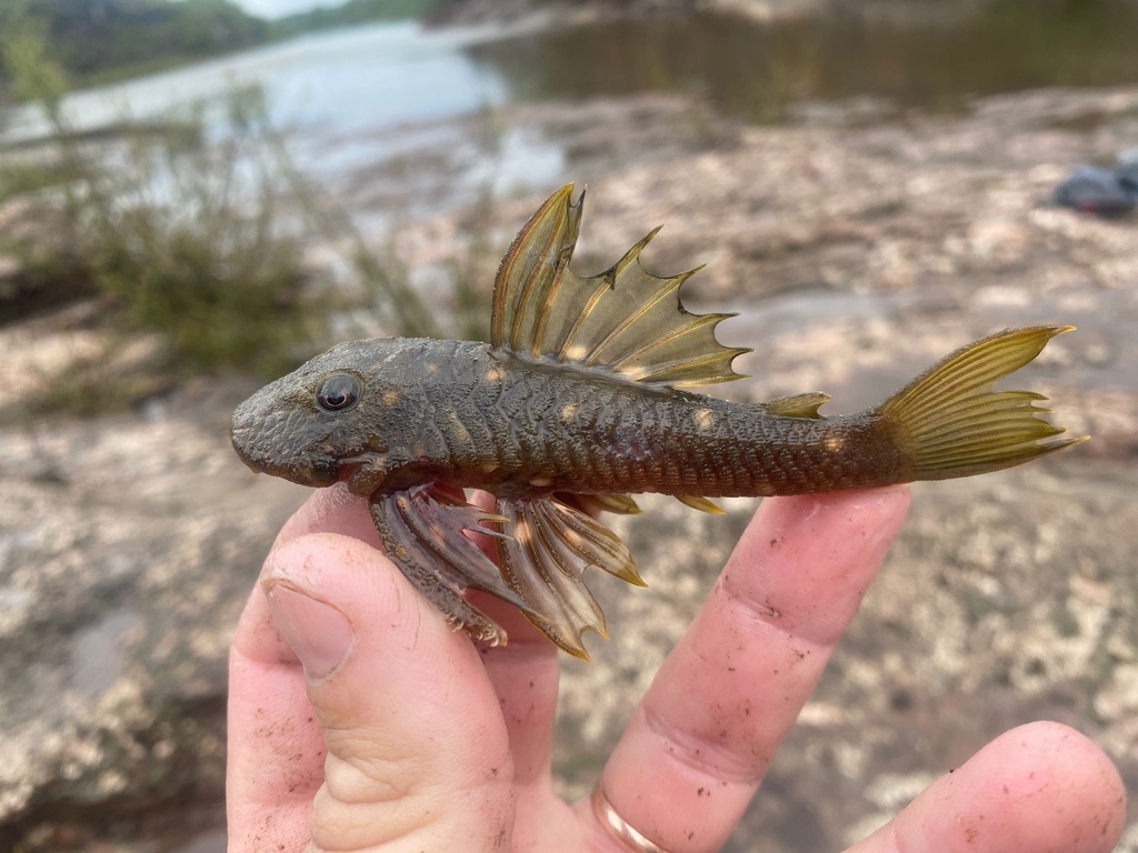 Hemiancistrus votouro