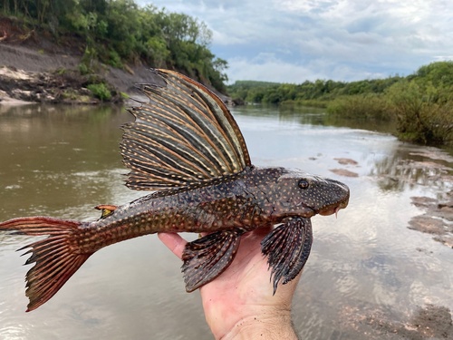 White-dotted Pleco