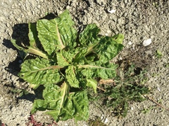 Beta vulgaris cicla