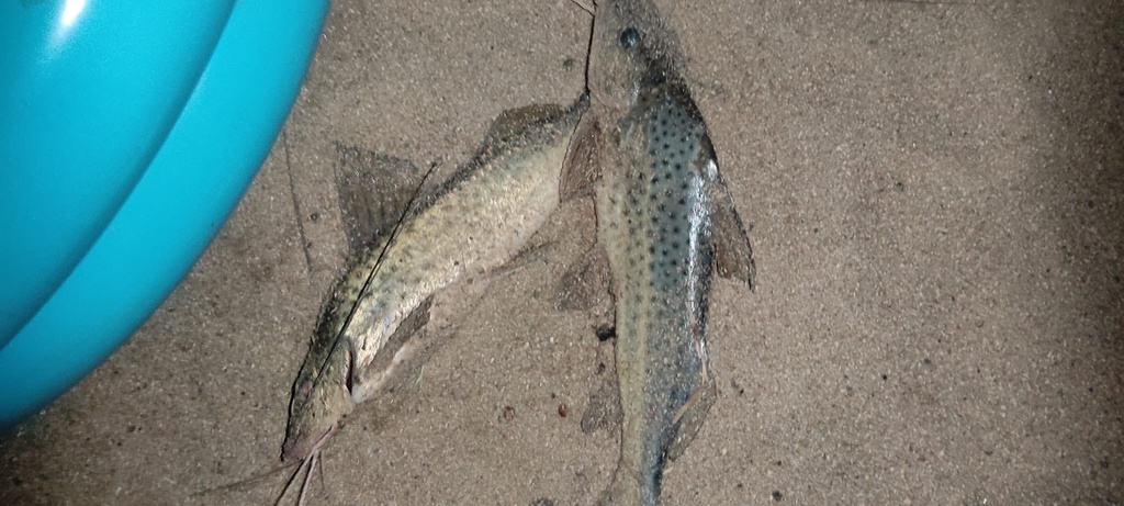 Pimelodus pintado