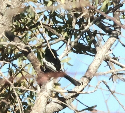 Carp's Tit (Melaniparus carpi), photo 4