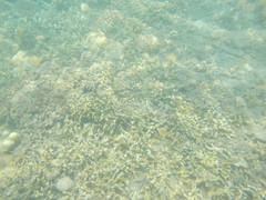 Porites rus