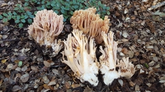 Ramaria samuelsii