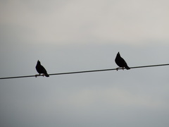 Acridotheres cristatellus formosanus