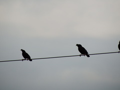 Acridotheres cristatellus formosanus