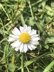 Bellis perennis