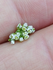 Arabidopsis