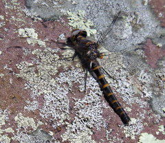 Williamsonia lintneri