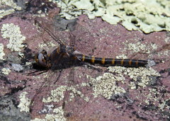 Williamsonia lintneri