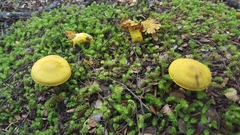 Cortinarius canarius