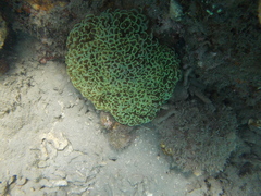 Fimbriaphyllia ancora