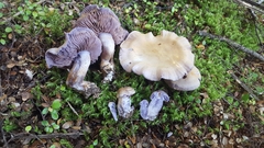 Cortinarius ionomataius