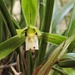 Noble Orchid - Photo (c) 李博恒, some rights reserved (CC BY-NC), uploaded by 李博恒