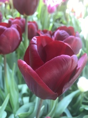 Tulipa gesneriana