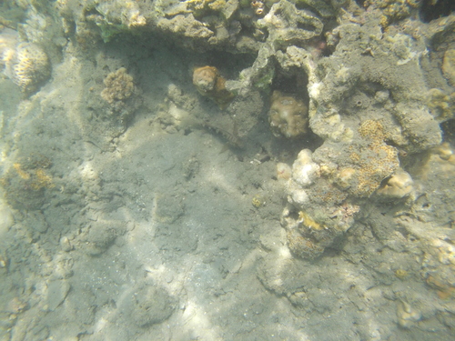 Exyrias belissimus