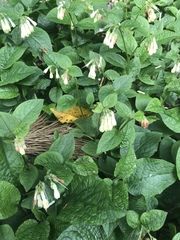 Symphytum grandiflorum