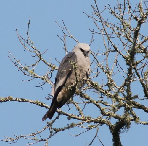 Ictinia mississippiensis