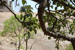 Ficus drupacea