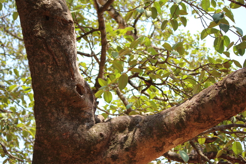 Image of Ficus drupacea by (c) Ashwin Srinivasan, some rights reserved (CC BY)