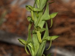Platanthera brevifolia