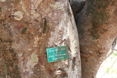 Ficus drupacea