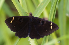 Erebus hieroglyphica