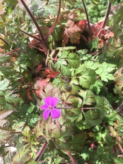 Geranium robertianum