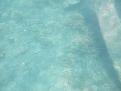 Atheriniformes