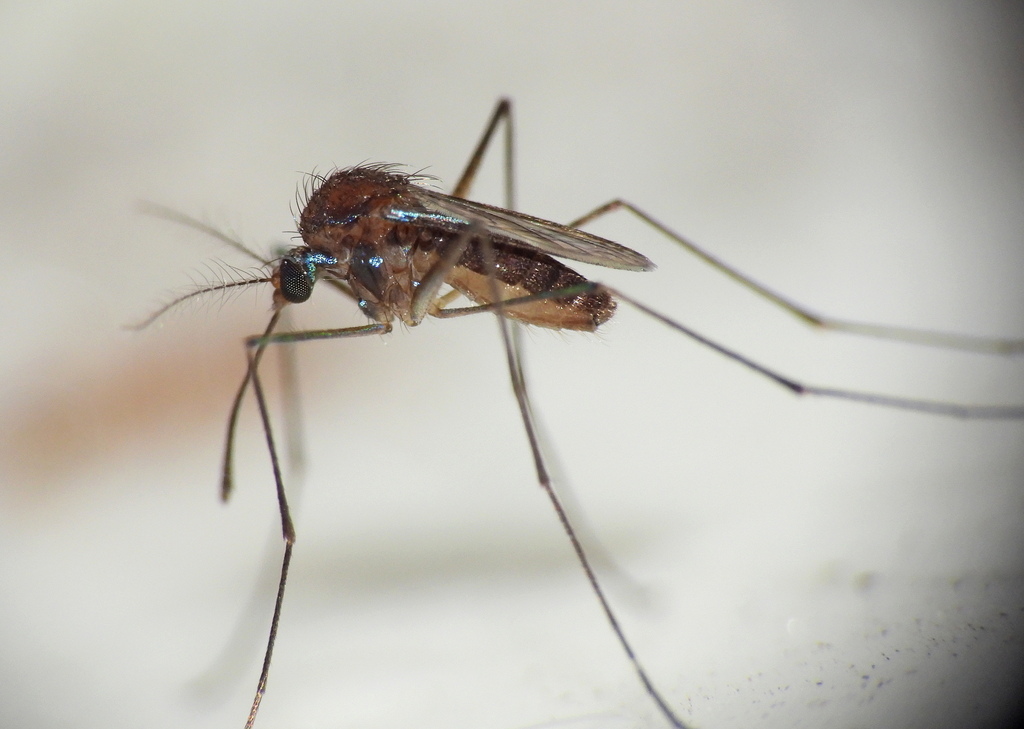 Uranotaenia pallidoventer
