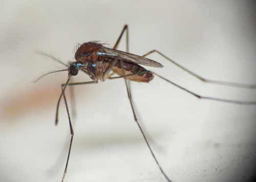 Uranotaenia pallidoventer