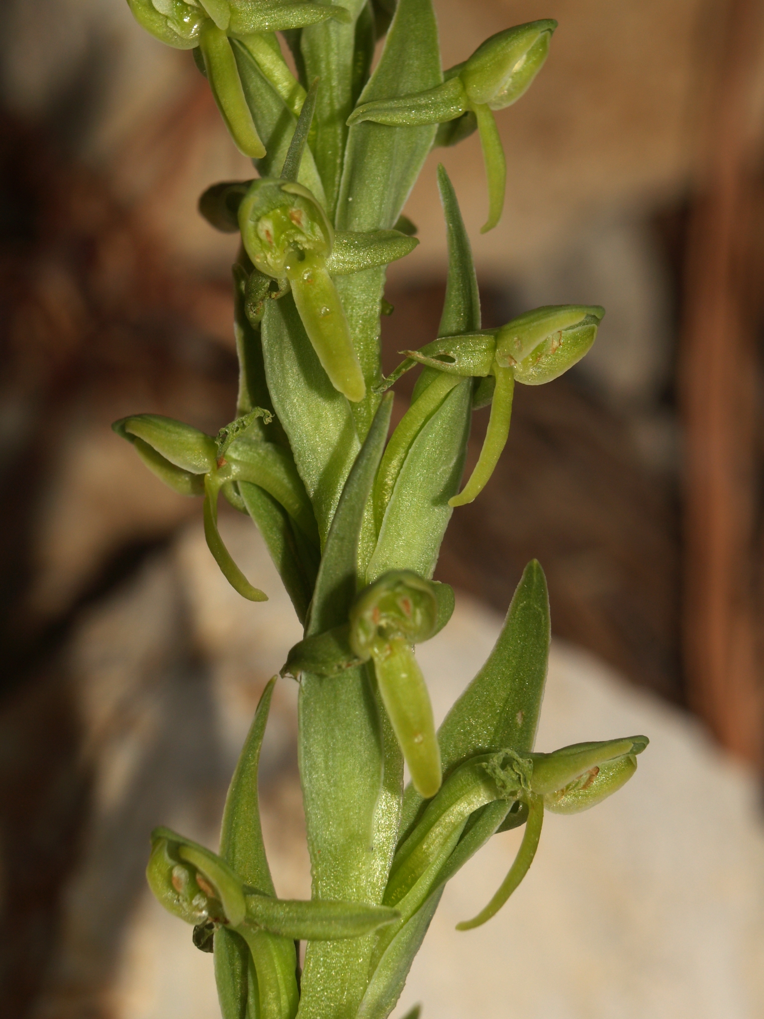 Platanthera brevifolia