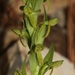 Platanthera brevifolia - Photo (c) CARLOS VELAZCO, algunos derechos reservados (CC BY-NC), subido por CARLOS VELAZCO