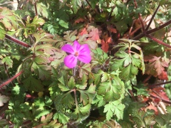 Geranium robertianum