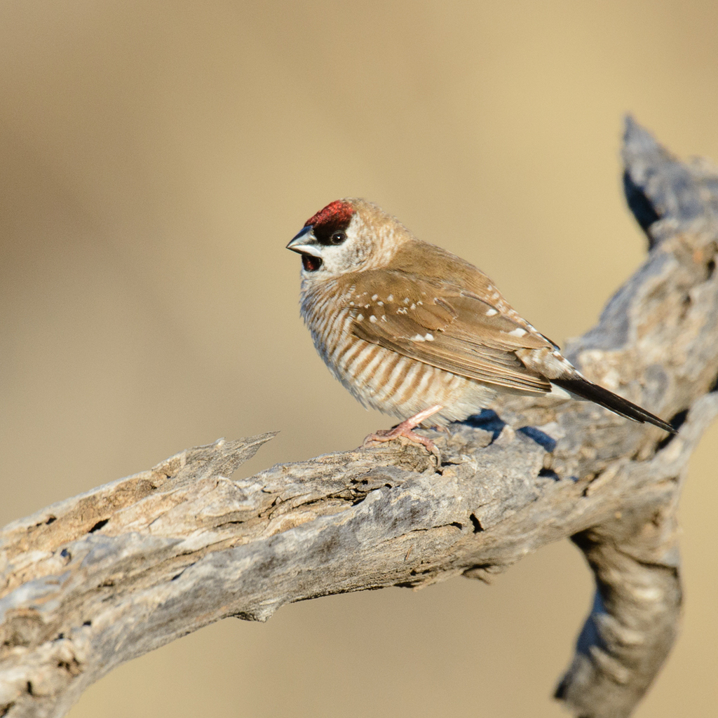Plum-headed Finch (Emblema modestum) photo