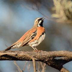 Chestnut-Breasted Quail-Thrush photo 3