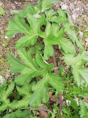 Heracleum sphondylium sphondylium