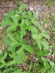 Heracleum sphondylium sphondylium