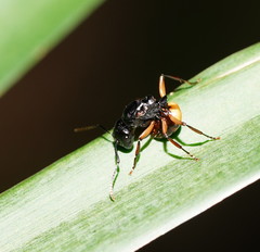 Polyrhachis flavibasis
