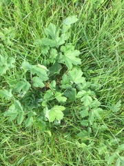 Heracleum sphondylium sphondylium