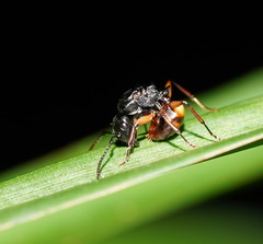 Polyrhachis flavibasis