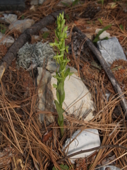 Platanthera brevifolia