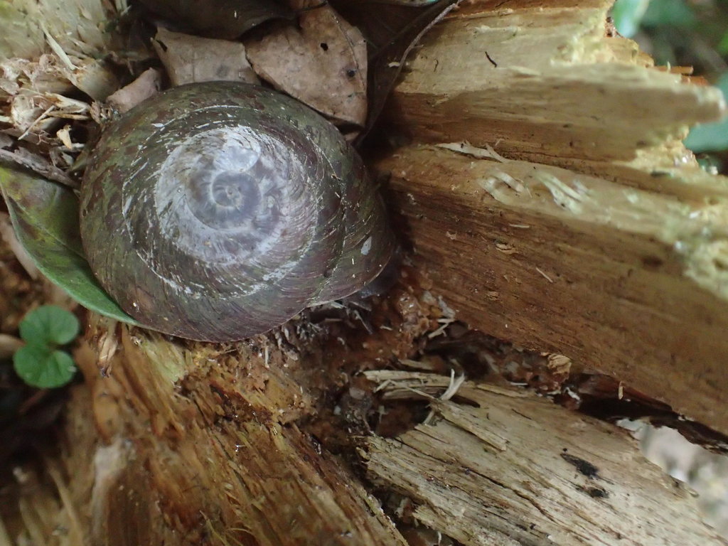 Puerto Rican Tree Snail from Ponce, Puerto Rico on April 20, 2016 at 02 ...